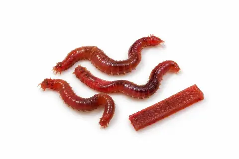 Bloodworms beside a strip of Fishbites