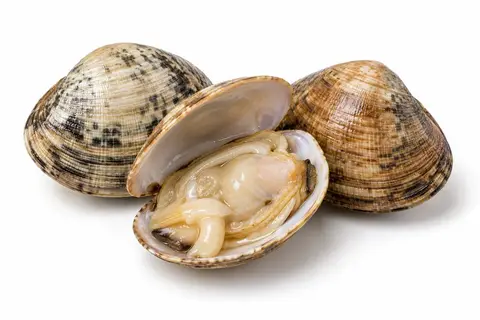 Fresh clams, one opened