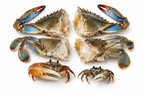 A blue crab cut in quarters and two fiddler crabs