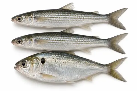 Finger mullet and a menhaden used as live bait