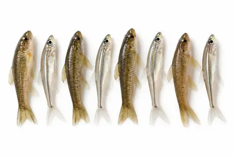 A row of mud minnows and glass minnows