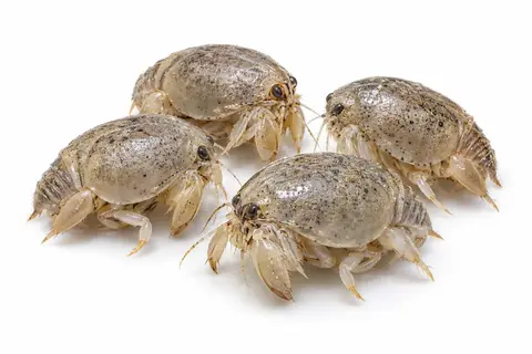 Live sand fleas (mole crabs)