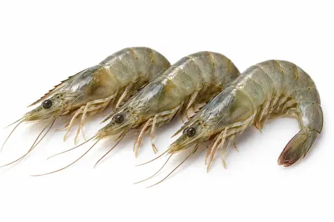 Three fresh raw bait shrimp