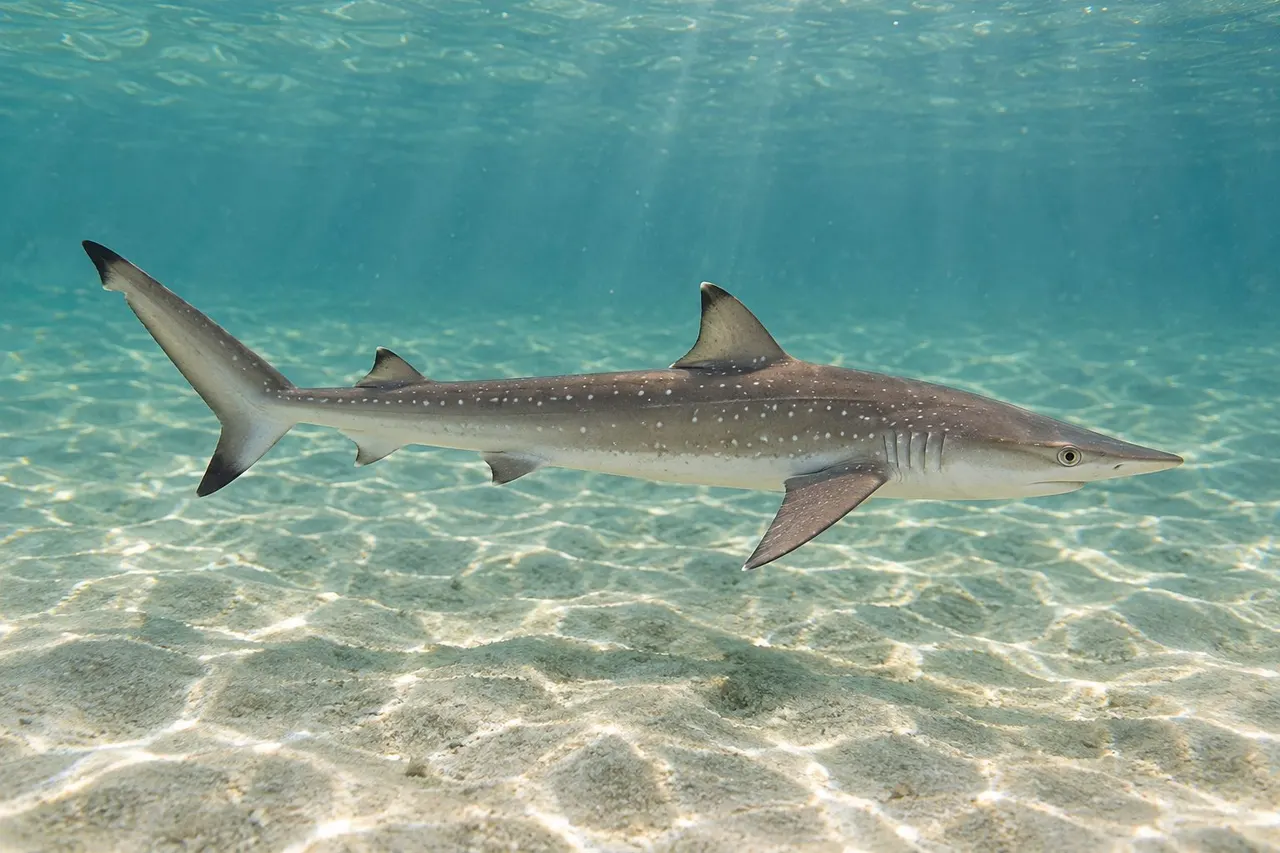 A small Atlantic sharpnose shark with white spots and a long pointed snout swimming over sand