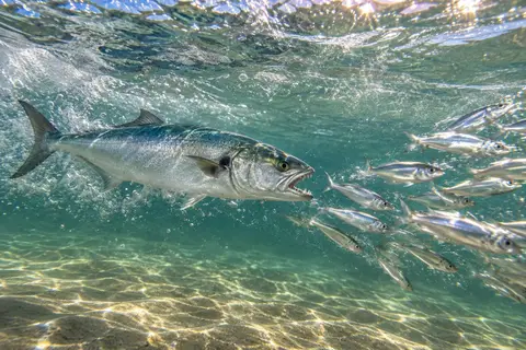 A bluefish chasing a school of silver baitfish just under the surface in the surf