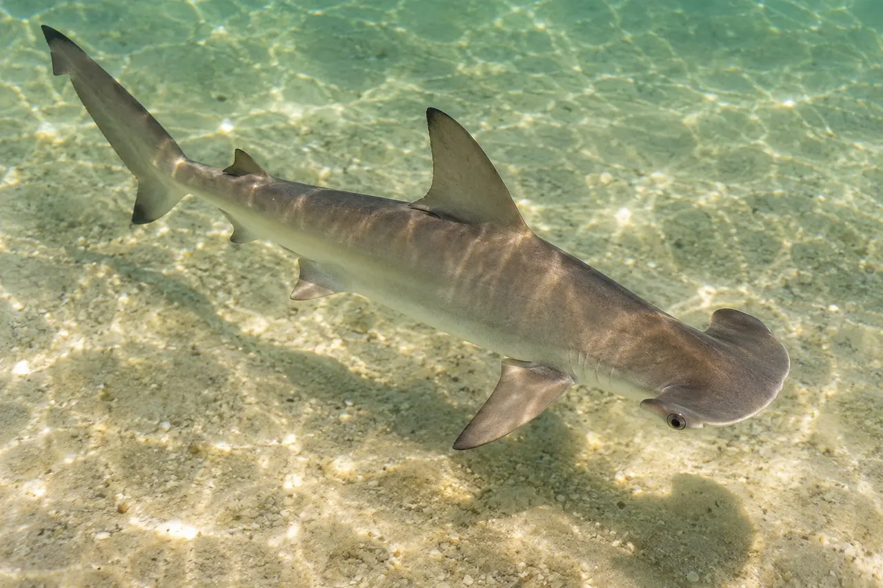 A small bonnethead shark with a rounded, shovel-shaped head swimming over sand