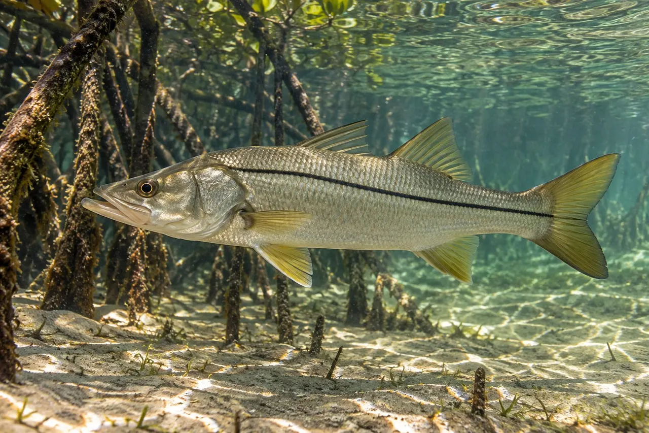 A common snook with its black lateral line near mangrove roots