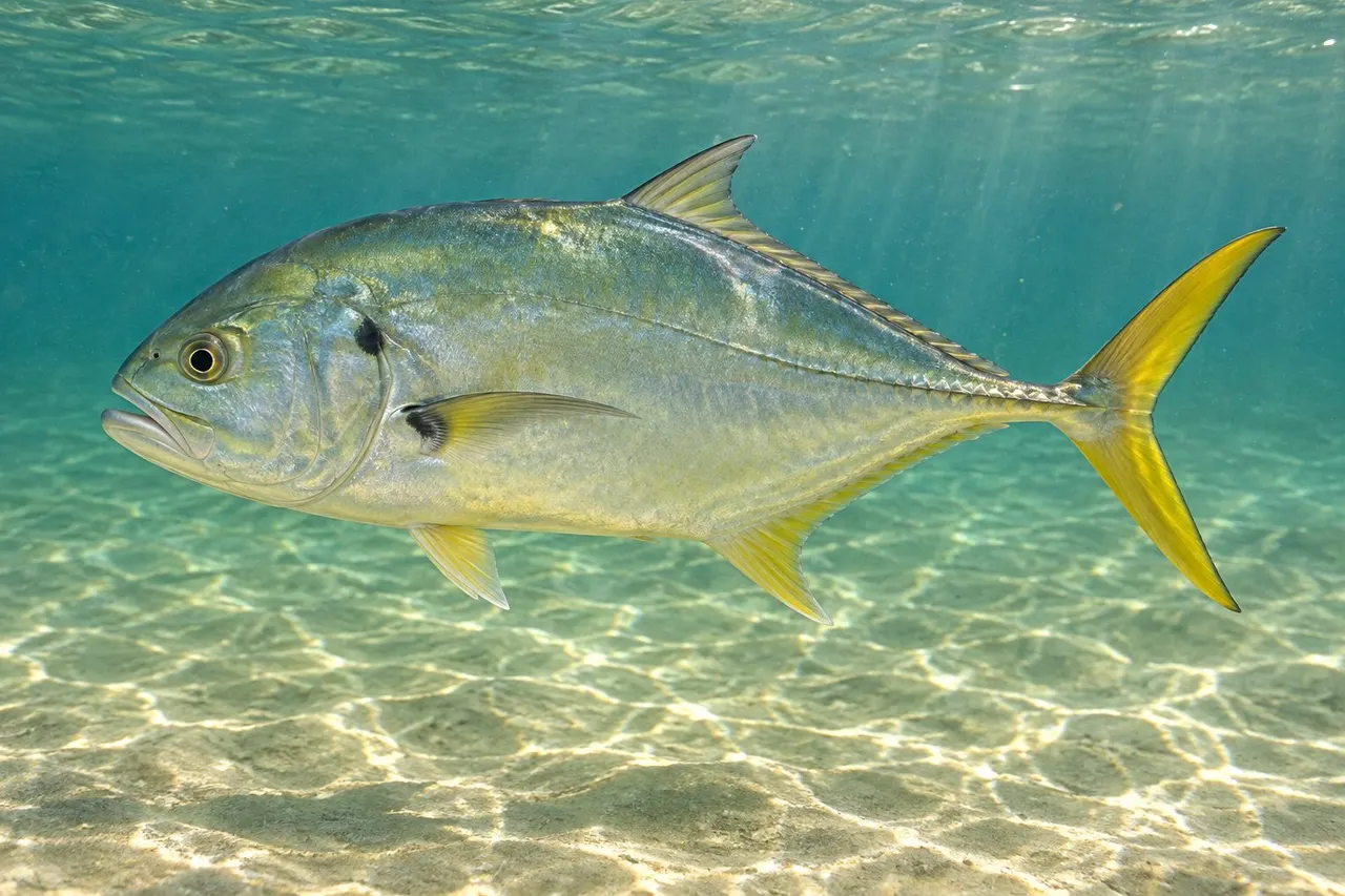 A deep-bodied crevalle jack with a blunt head, yellow tail and a black spot on the gill cover