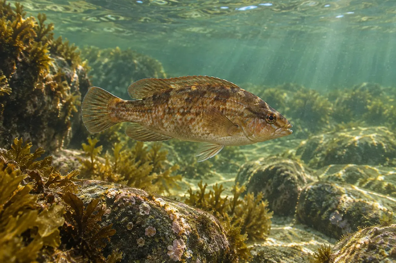 A cunner, a small mottled wrasse, beside rocks and seaweed