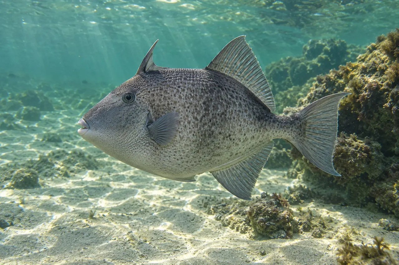 A gray triggerfish with a raised first dorsal spine swimming near rocky reef