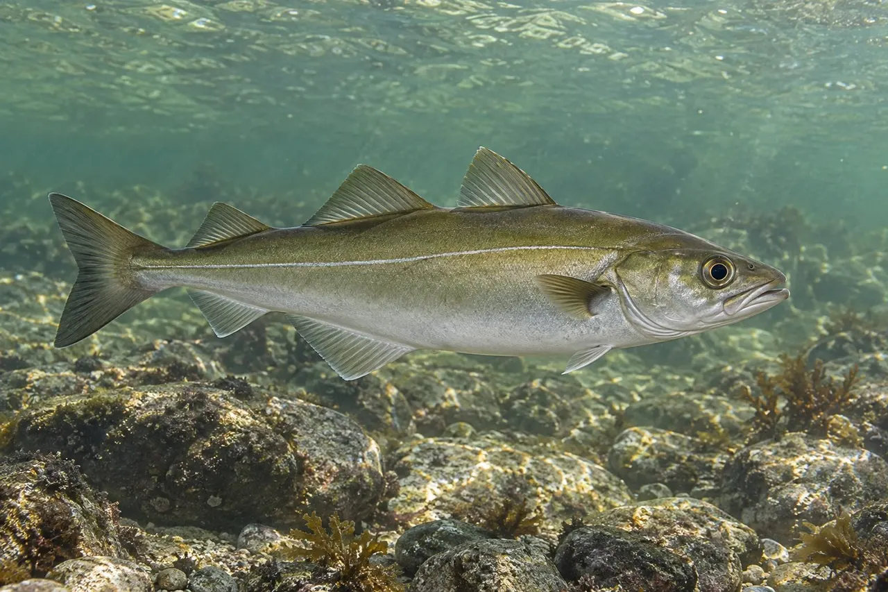 A pollock with a plain olive-green back over a rocky bottom