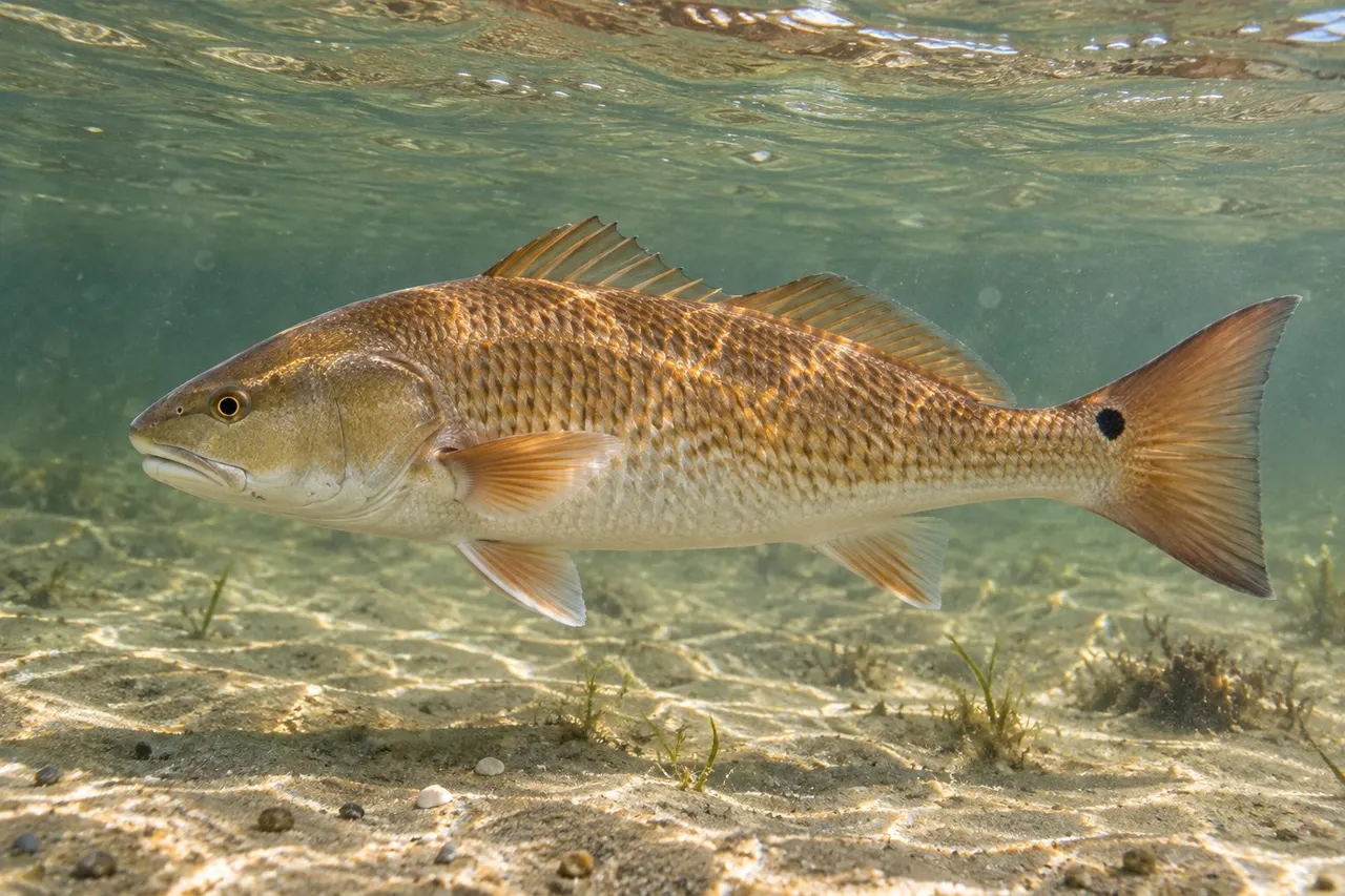 A red drum with its bronze body and single black tail spot swimming over sand in shallow surf