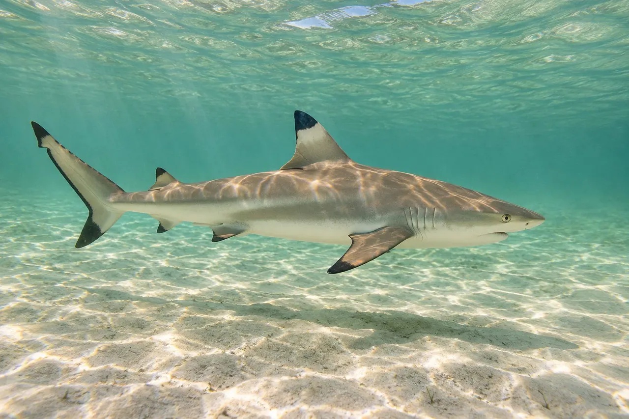 A blacktip shark with black-tipped fins cruising over sand in the surf