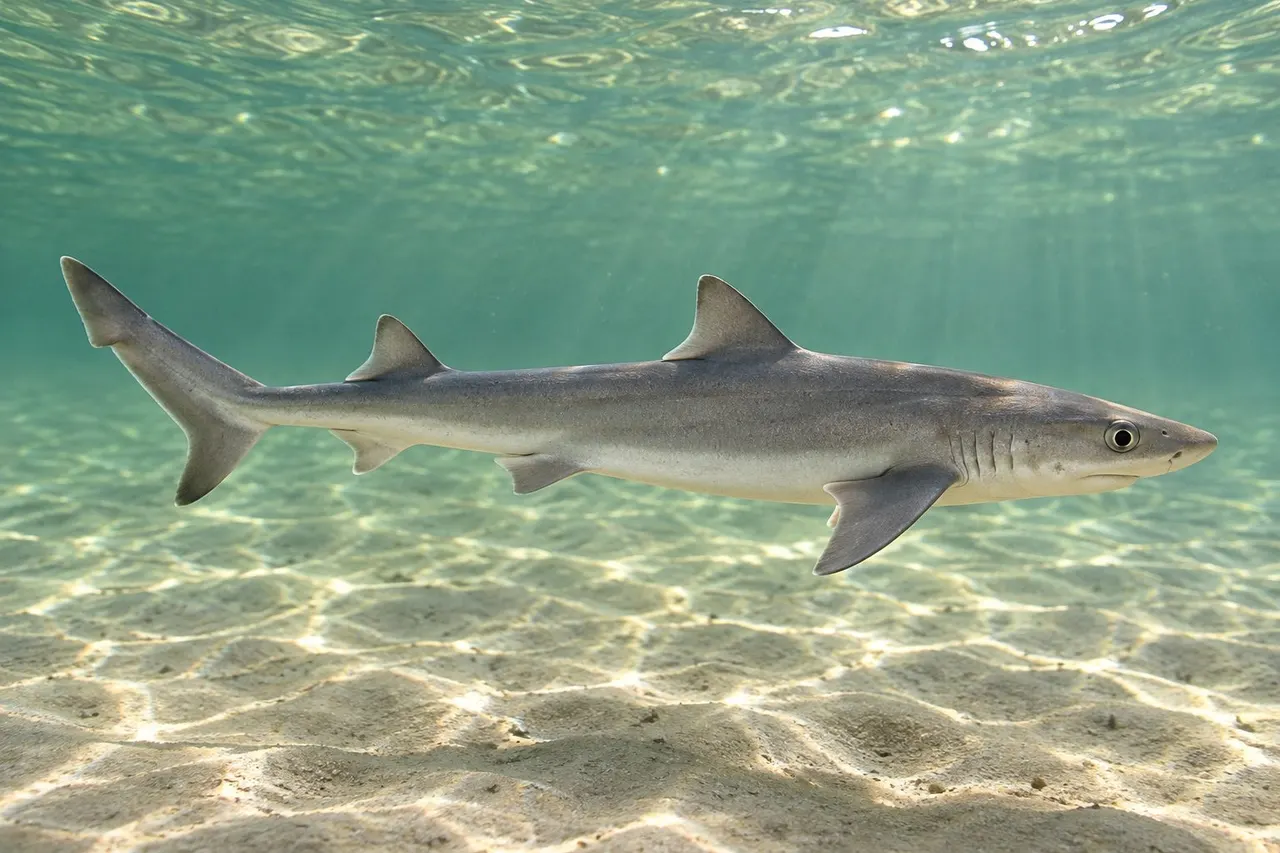 A smooth dogfish, a small plain gray shark, over sand