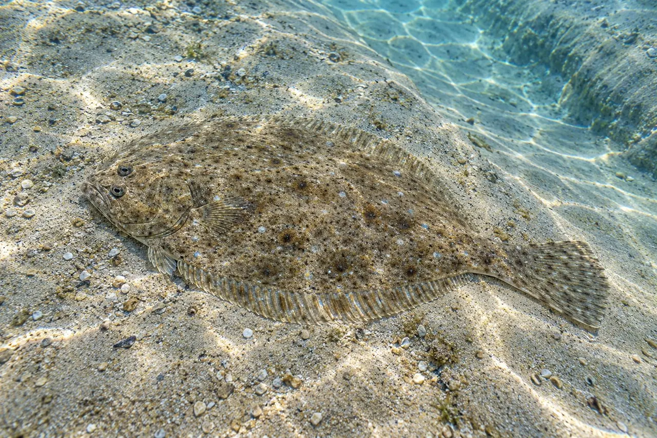 A southern flounder camouflaged on a sandy bottom in shallow coastal water