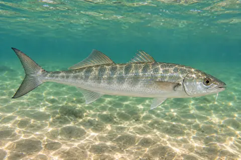 A whiting (southern kingfish) with its single chin barbel swimming near the sandy bottom