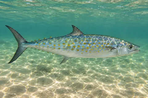 A Spanish mackerel with yellow-gold spots on silver sides swimming over sand in the surf