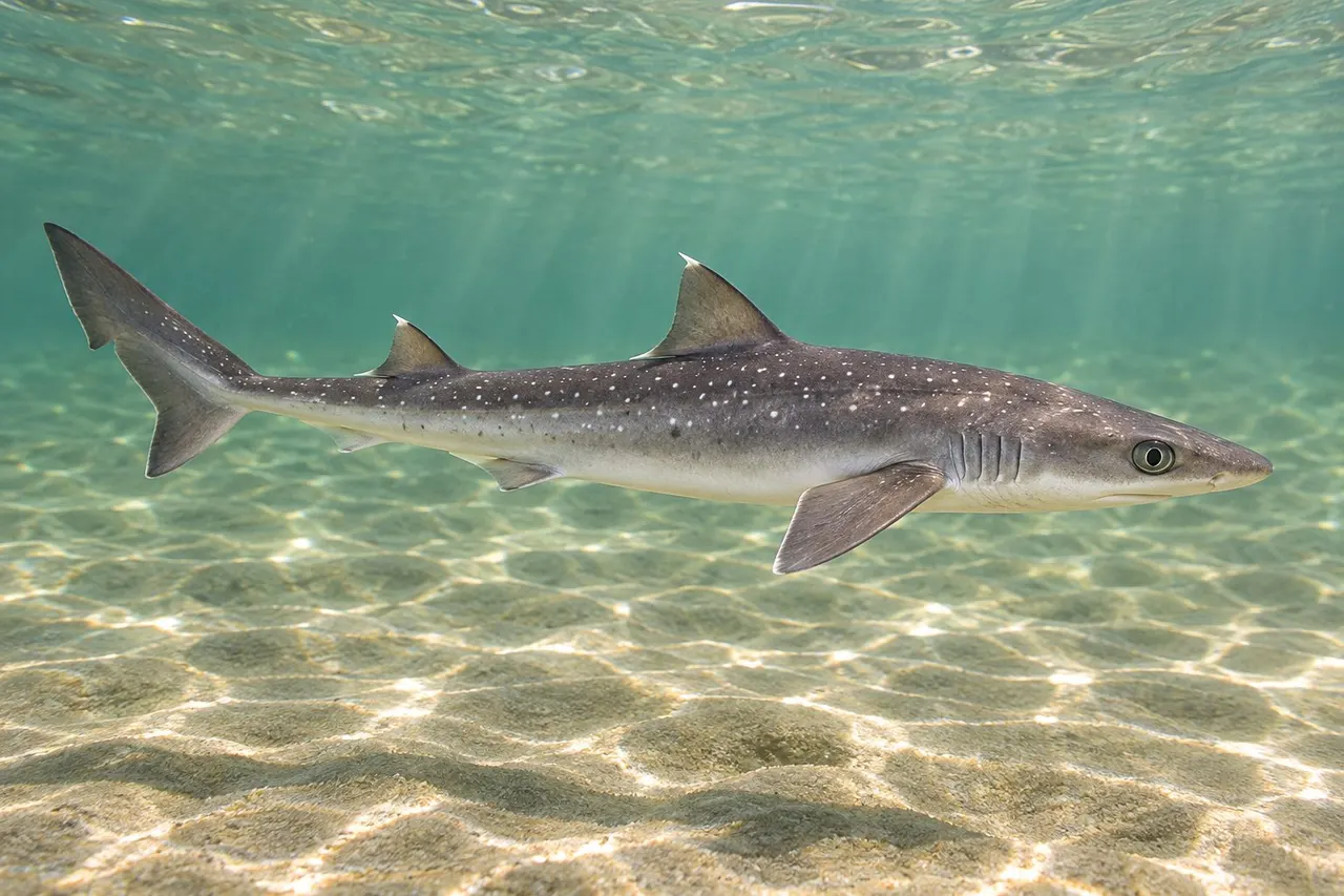 A spiny dogfish, a small gray shark with white spots, over sand