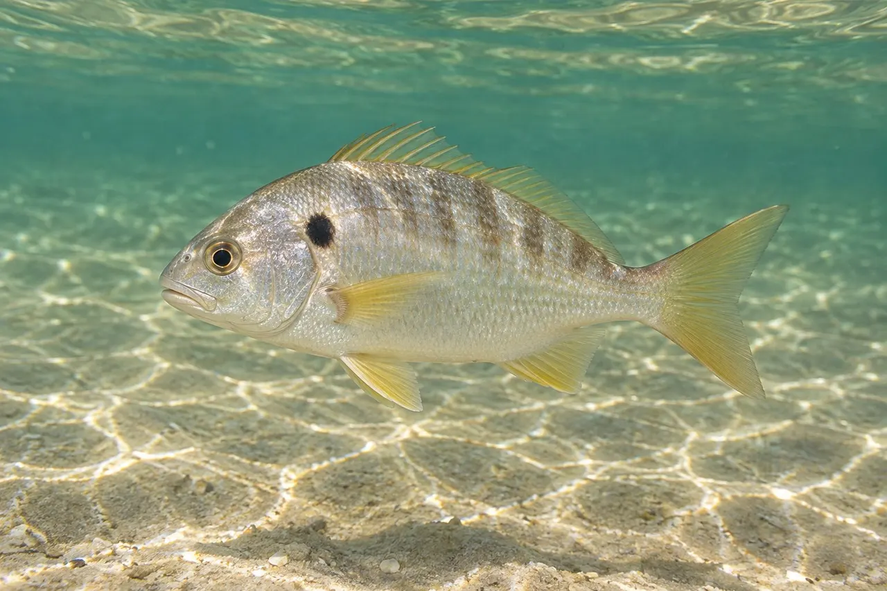 A spot with the dark spot behind its gill cover swimming over sand