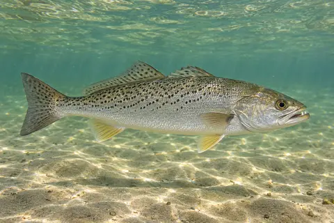 A weakfish (gray trout) with fine dark speckles swimming over sand