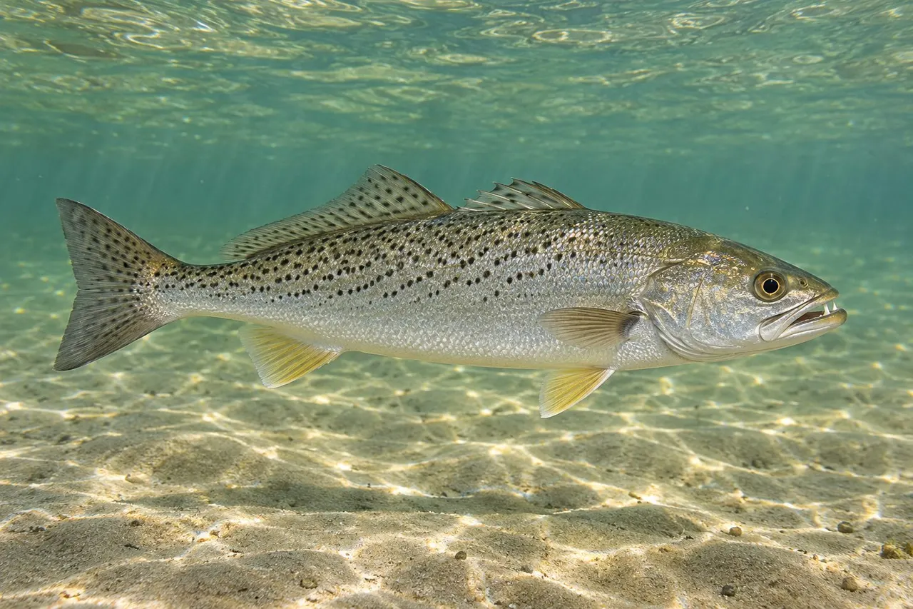 A weakfish (gray trout) with fine dark speckles swimming over sand